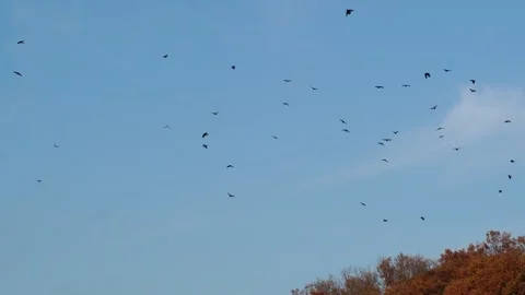 Kanagawa: A Flock of Crows in the Sky Stock Footage 334638890