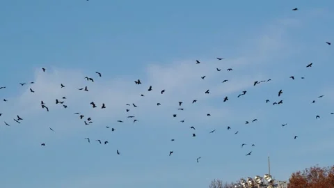 Kanagawa Prefecture: A Flock of Crows Stock Footage 332779989