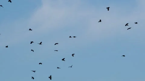 Kanagawa Prefecture: A Flock of Crows Stock Footage 332779992