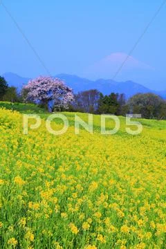 Kanagawa Prefecture, Japan Stock Photos