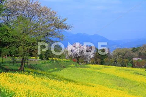 Kanagawa Prefecture, Japan Stock Photos