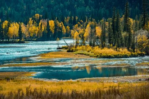 Kanas riverside autumn scenery Stock Photos