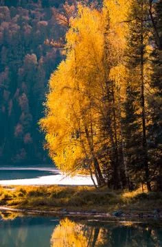 Kanas riverside autumn scenery Stock Photos
