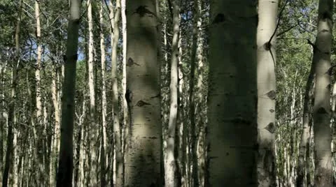 Kanaskis country alberta canada Vidéo 11822679