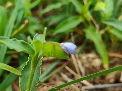 Kanchat Flower Plan Stock Photos