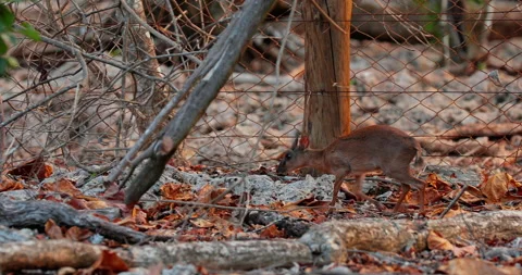 Kanchil deer Stock Footage 145204226