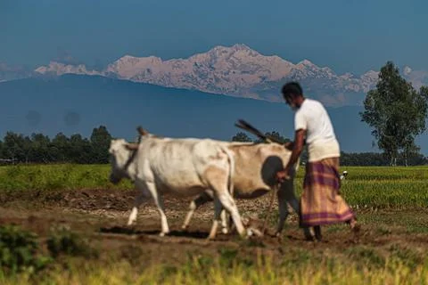 KANCHONJONGA Stock Photos