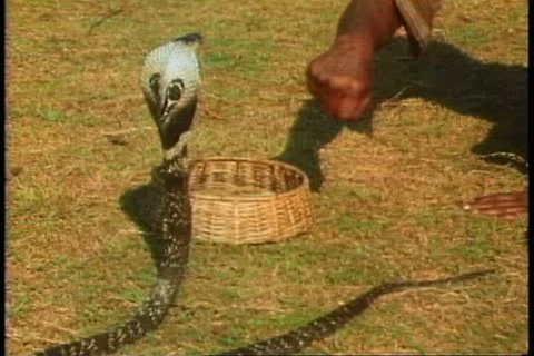 KANDY, SRI LANKA, 1982, A snake charmer in Sri Lanka charms a cobra Stock-Footage 10846261