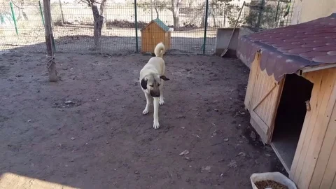 Kangal dog Stock Footage 83875566