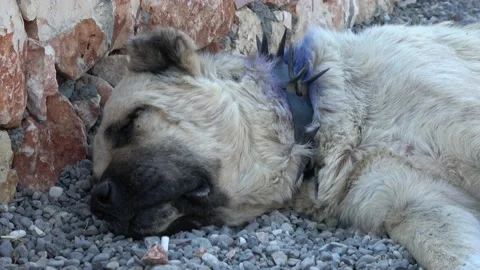 Turkish kangal shop spiked collar