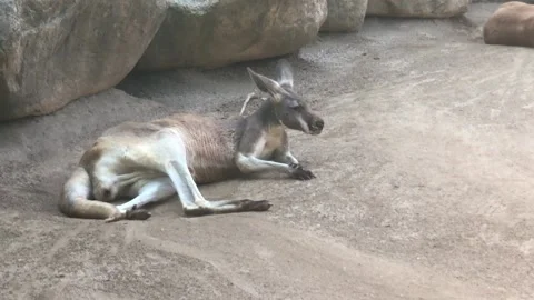 KANGAROO 1 Stock Footage 135029729