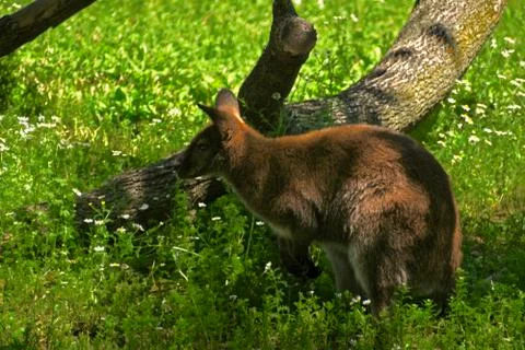 Kangaroo 1 Stock Photos