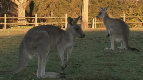 Kangaroo 18 Stock Footage 11149301