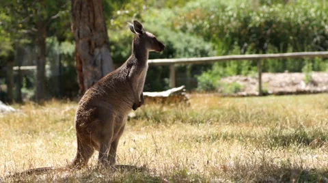 Kangaroo #2 Stock Footage 1056028