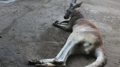 KANGAROO 2 Stock Footage 135029743