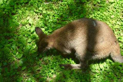 Kangaroo 2 Stock Photos