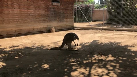 KANGAROO 3 Video stock 135029751