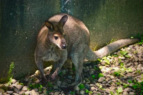 Kangaroo 3 Stock Photos