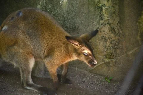 Kangaroo 4 Stock Photos