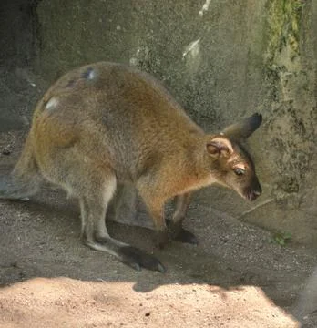 Kangaroo 7 Stock Photos