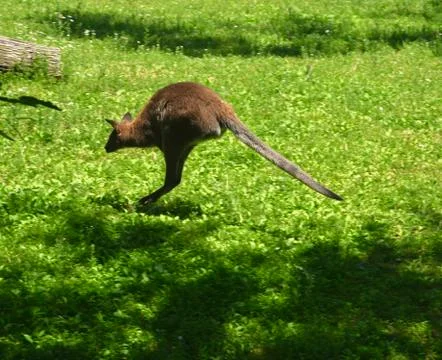 Kangaroo 8 Stock Photos