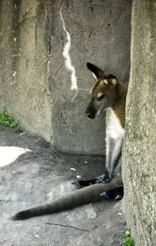 Kangaroo 9 Stock Photos