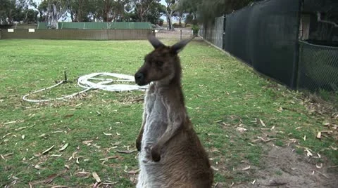Kangaroo and joey Video stock 21281357