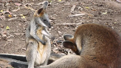 Kangaroo and joey Stock Footage 132401003