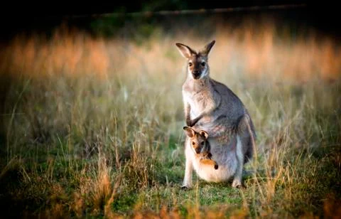 Kangaroo and joey Stock Photos