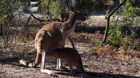 Kangaroo and Joey on the Pouch Stock Footage 159069941
