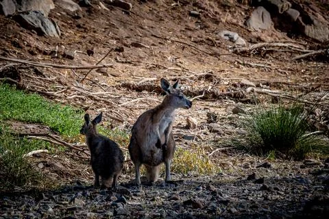 Kangaroo and Joey in the Wild Stock Photos