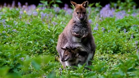 Kangaroo animal with cub Stock-Footage 270817168