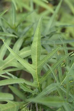 Kangaroo apple Stock Photos
