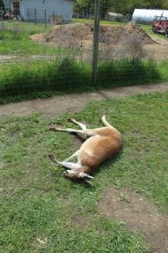 Kangaroo asleep on grass Stock Photos