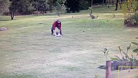 Kangaroo Attacks Toddler, New South Wales, Australia - 15 Jun 2024 Stock Footage 277837087