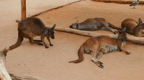 Kangaroo australia Vidéo 42486028