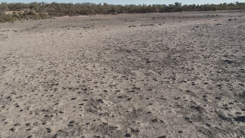 Kangaroo in Australia Video stock 92521080