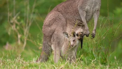 Kangaroo in Australia Stock Footage 327658943