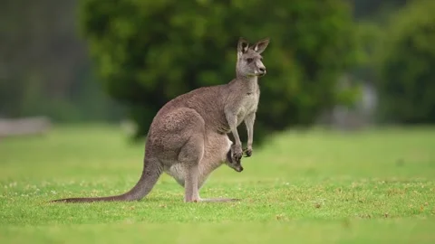 Kangaroo in Australia Stock Footage 327731075