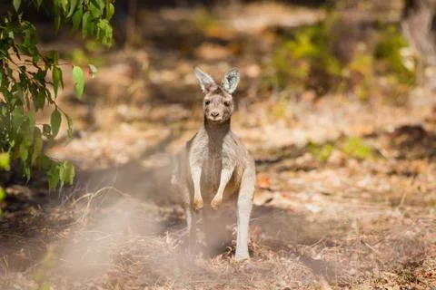 Kangaroo in Australia Stock Photos
