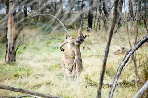 A kangaroo in australia is posing Stock Photos