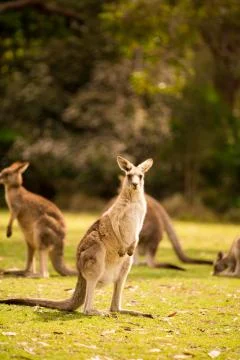 A kangaroo at Australian outback Stock Photos