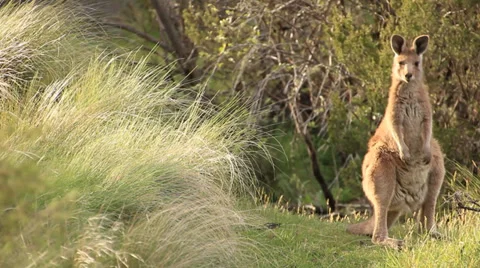 Kangaroo - Australian Wildlife Stock Footage 34990536