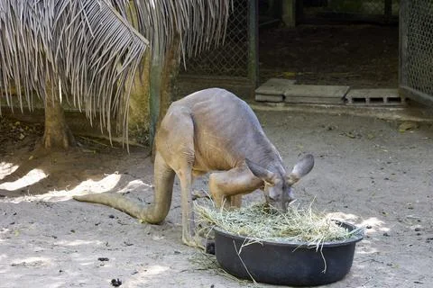 Kangaroo in an aviary eats grass from a feeder Stock Photos