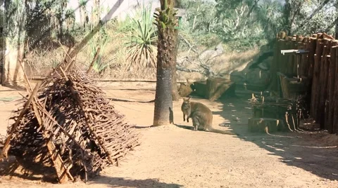 Kangaroo in aviary Stock Footage 47056168