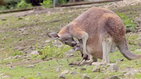 Kangaroo with baby Stock Footage 64547161