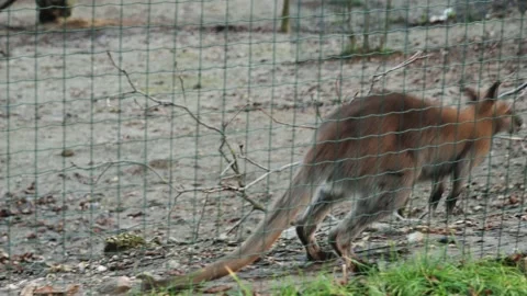 A kangaroo behind bars at the zoo Stock Footage 147515530