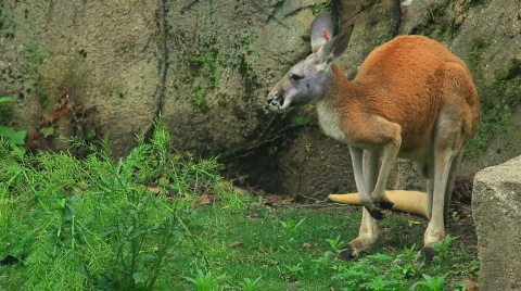 Kangaroo behind rocks Vídeos de archivo 457055
