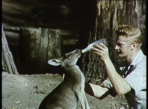 KANGAROO BEING BOTTLE FED MILK (1964) Video stock 159128571