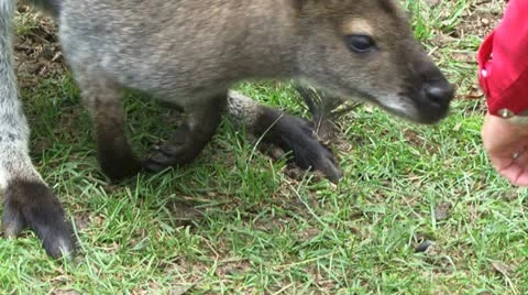 Kangaroo being touched by a persons hand Stockbeeldmateriaal 11320894